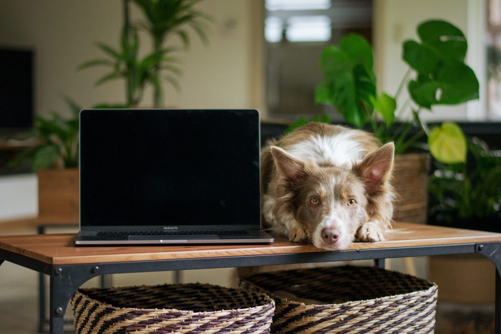 manage a remote team